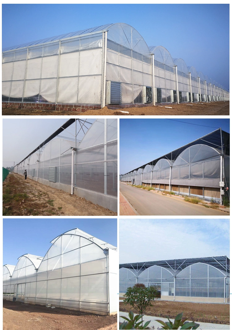 Commercial High Quality Agricultural Multi-Span Dome Plastic Film Pepper Hydroponic Used Greenhouse for Sale